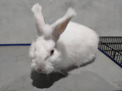 Angora Rabbit Breeder