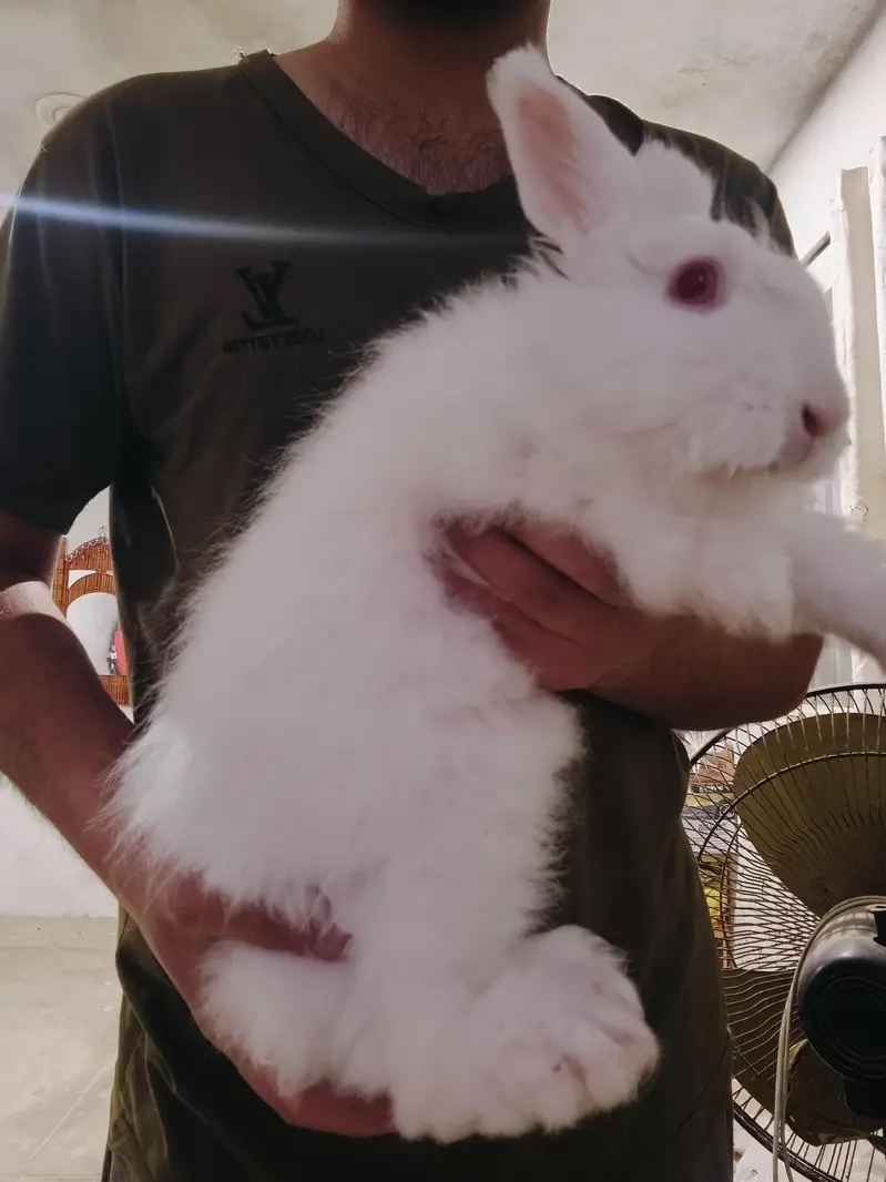 Angora Rabbit Breeder — photo 2