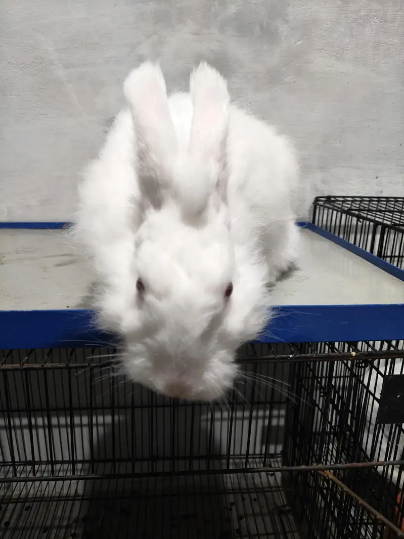 Angora Rabbit Breeder — photo 3