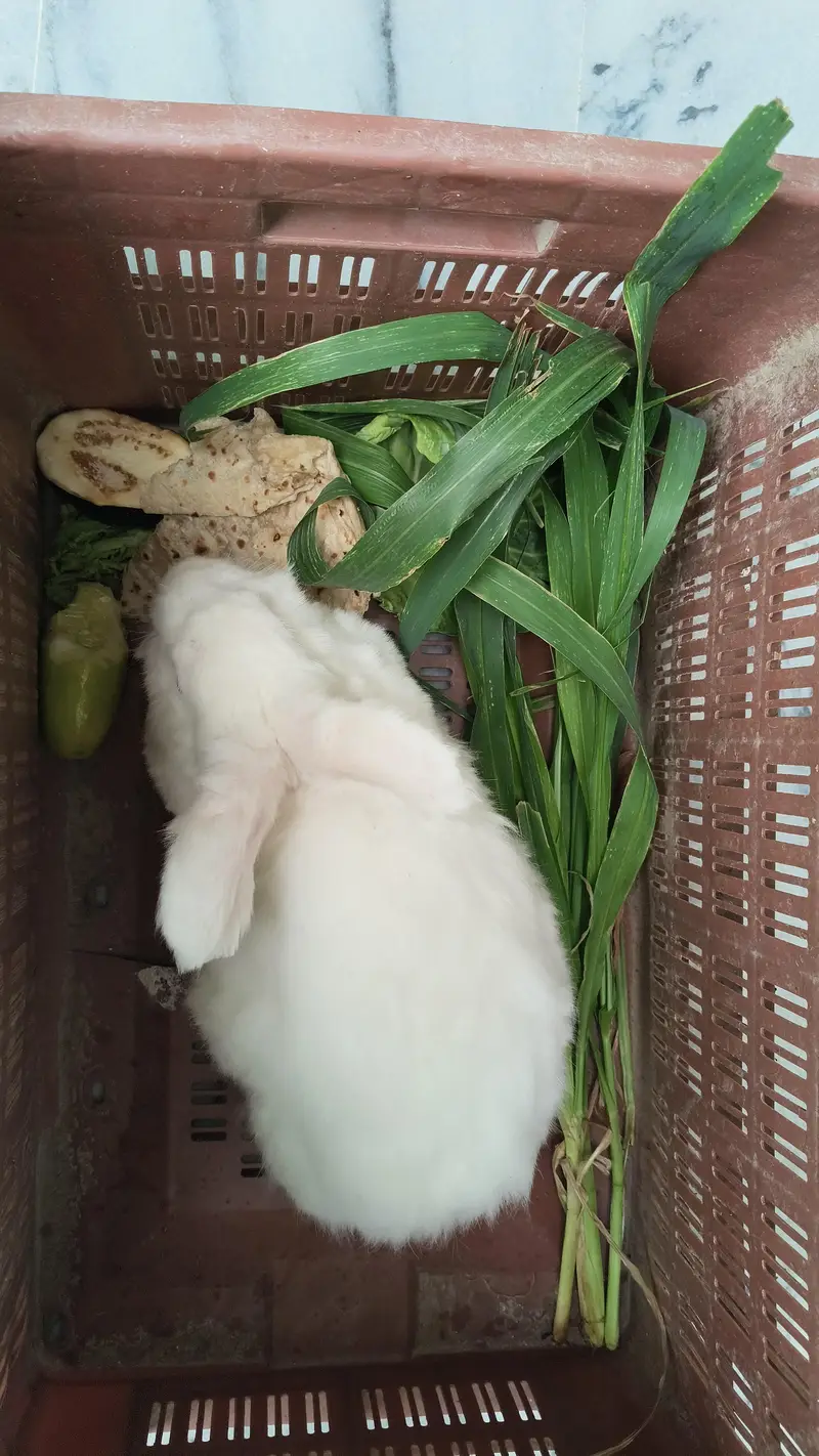 Angora Rabbit Breeder — photo 4