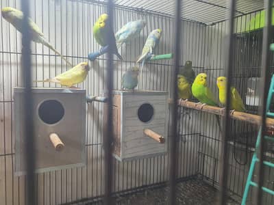 Budgies Breeding Complete Setup.