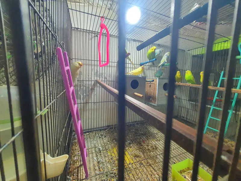 Budgies Breeding Complete Setup. — photo 2