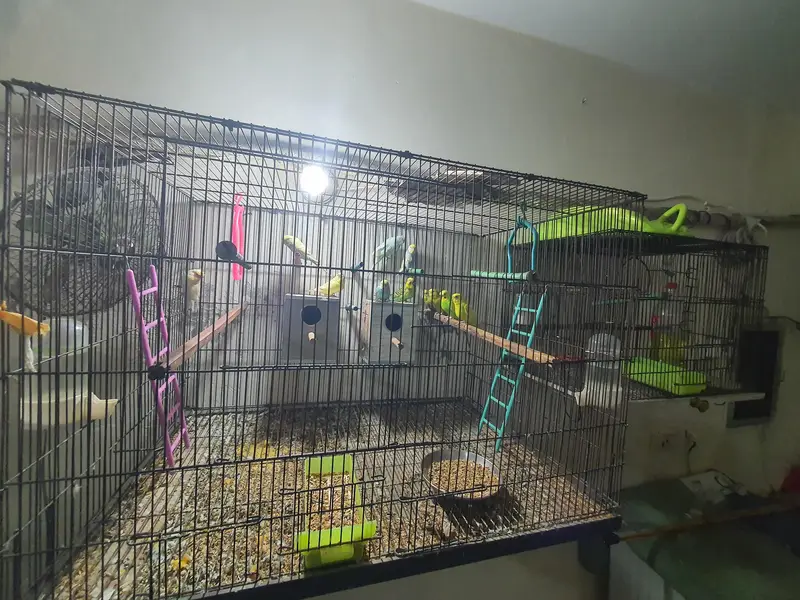 Budgies Breeding Complete Setup. — photo 3