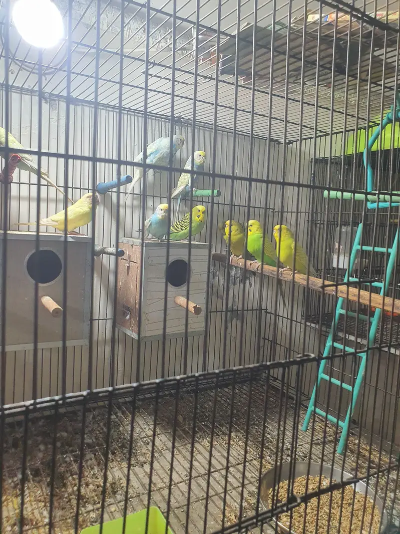 Budgies Breeding Complete Setup. — photo 4