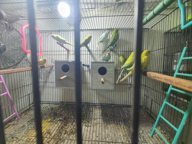 Budgies Breeding Complete Setup. — photo 5