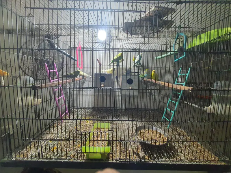 Budgies Breeding Complete Setup. — photo 6