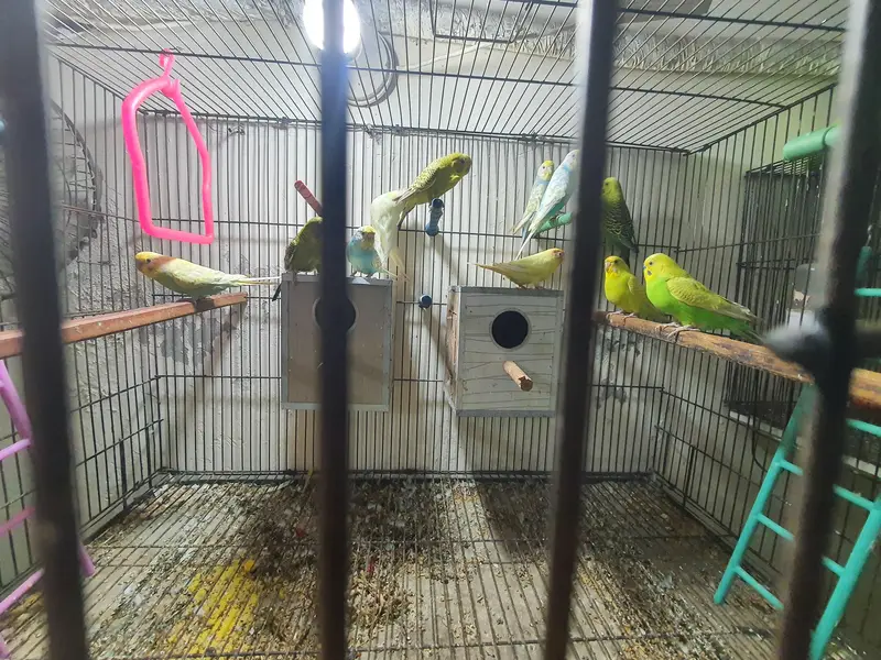 Budgies Breeding Complete Setup. — photo 7