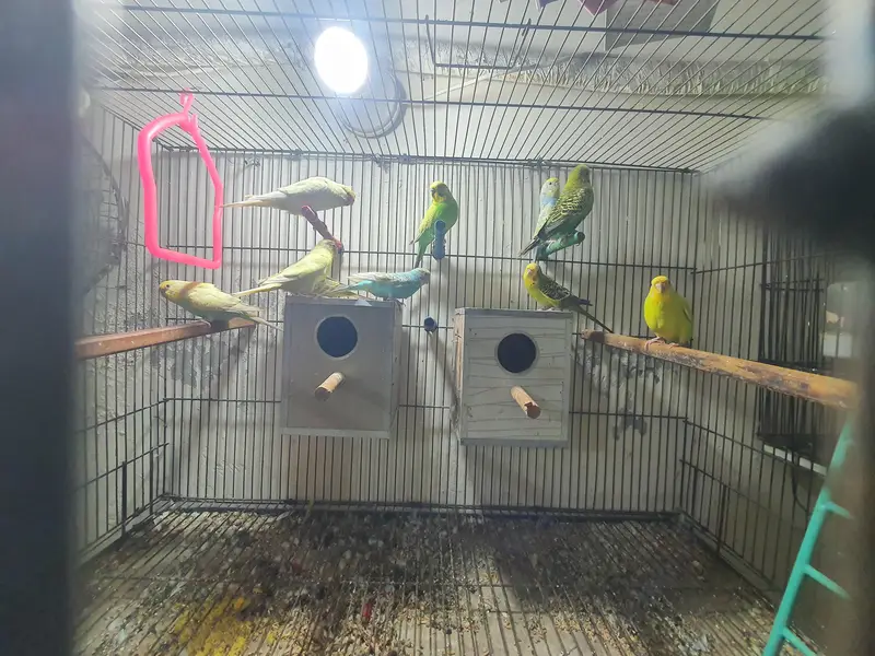 Budgies Breeding Complete Setup. — photo 8