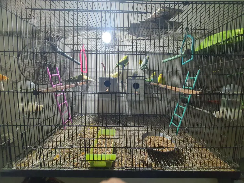 Budgies Breeding Complete Setup. — photo 9