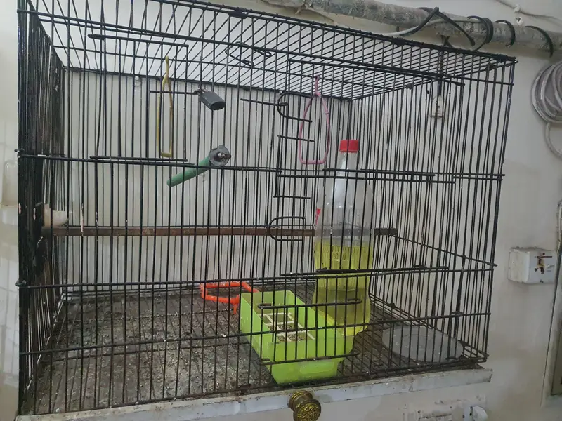 Budgies Breeding Complete Setup. — photo 10