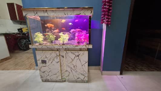 fish aquarium