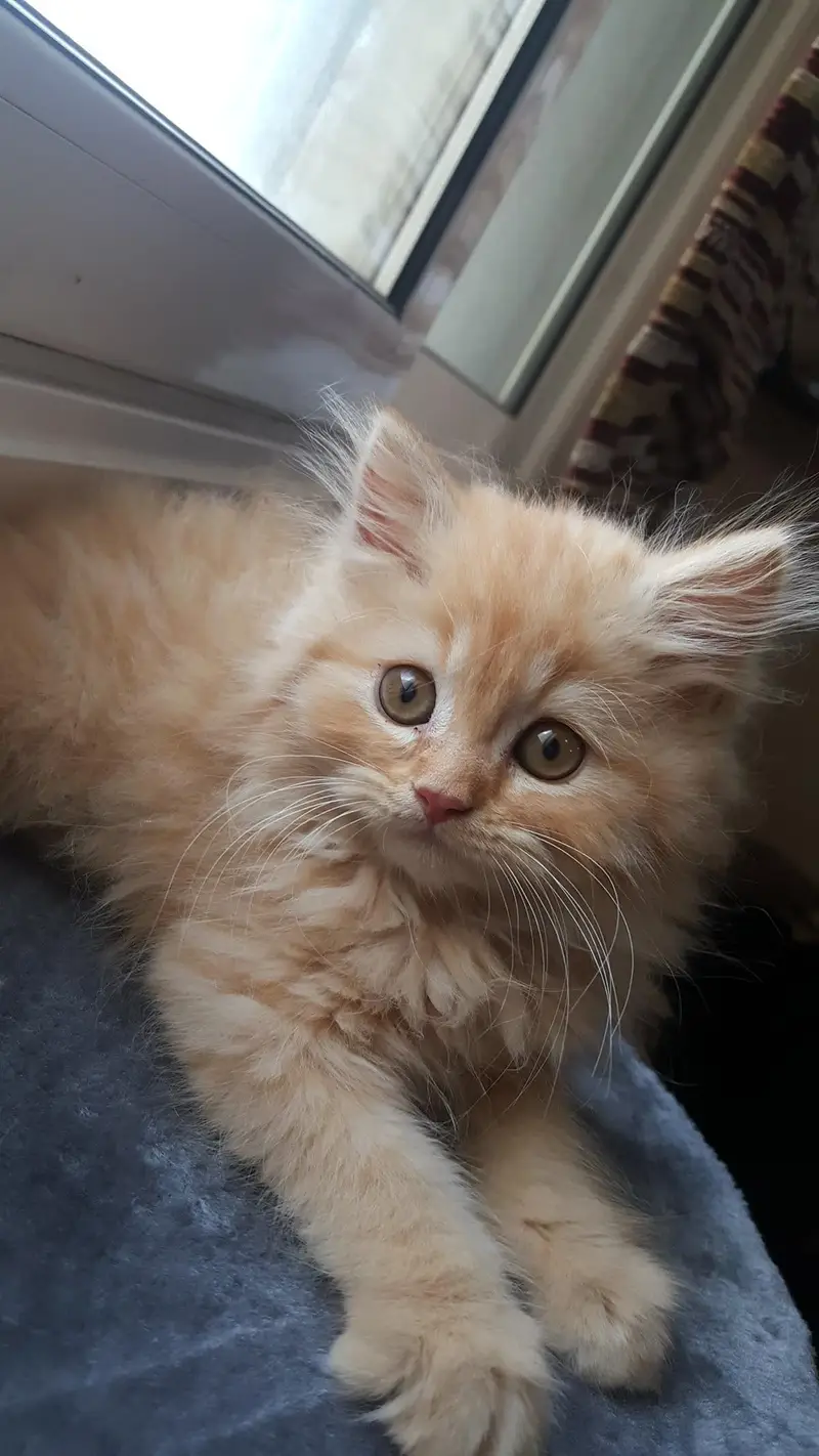 Brown Persian cat