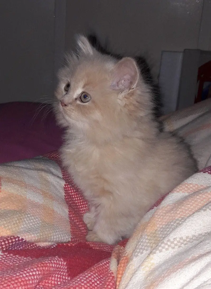 Brown Persian cat — photo 2
