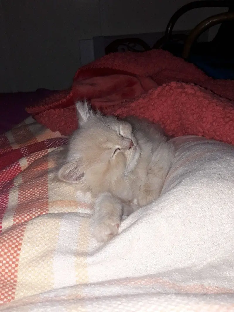 Brown Persian cat — photo 3