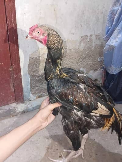 Aseel black jawa