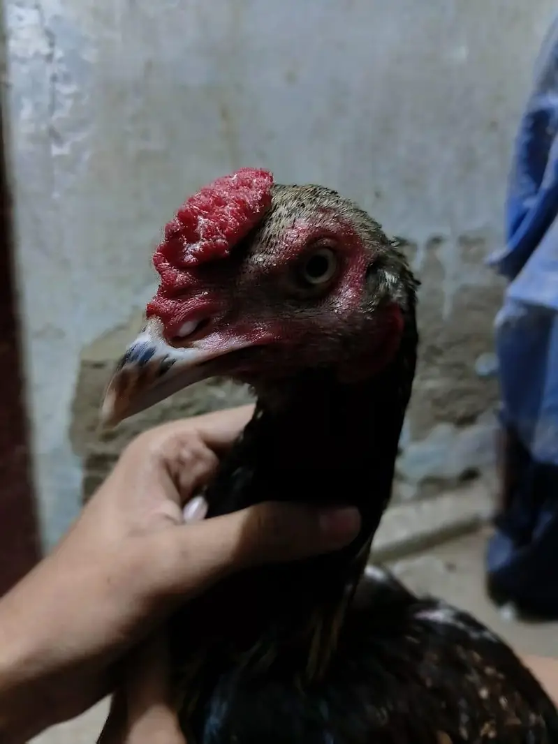 Aseel black jawa — photo 6