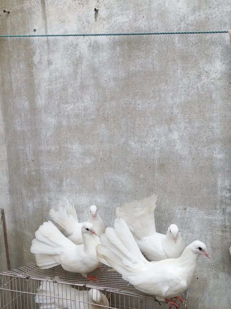 normal — photo 3