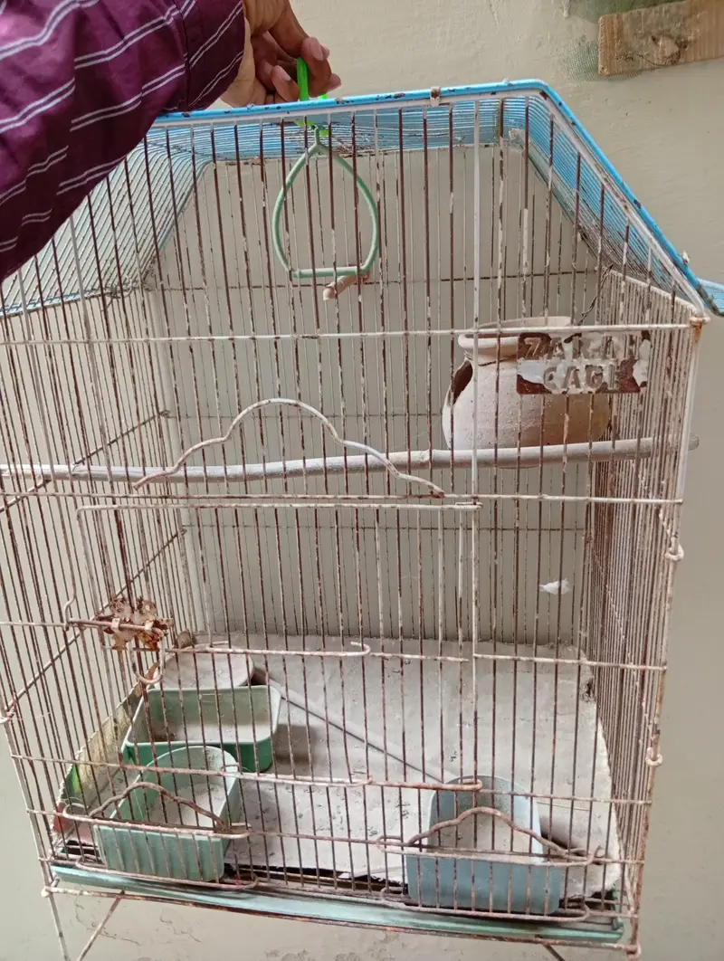pinjra for sale