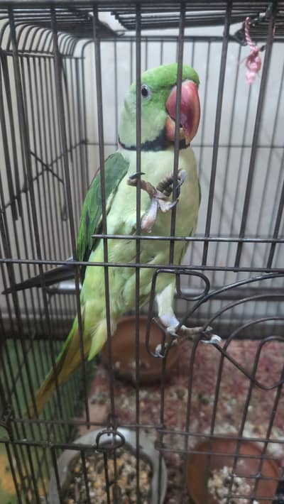 raw parrot full tran