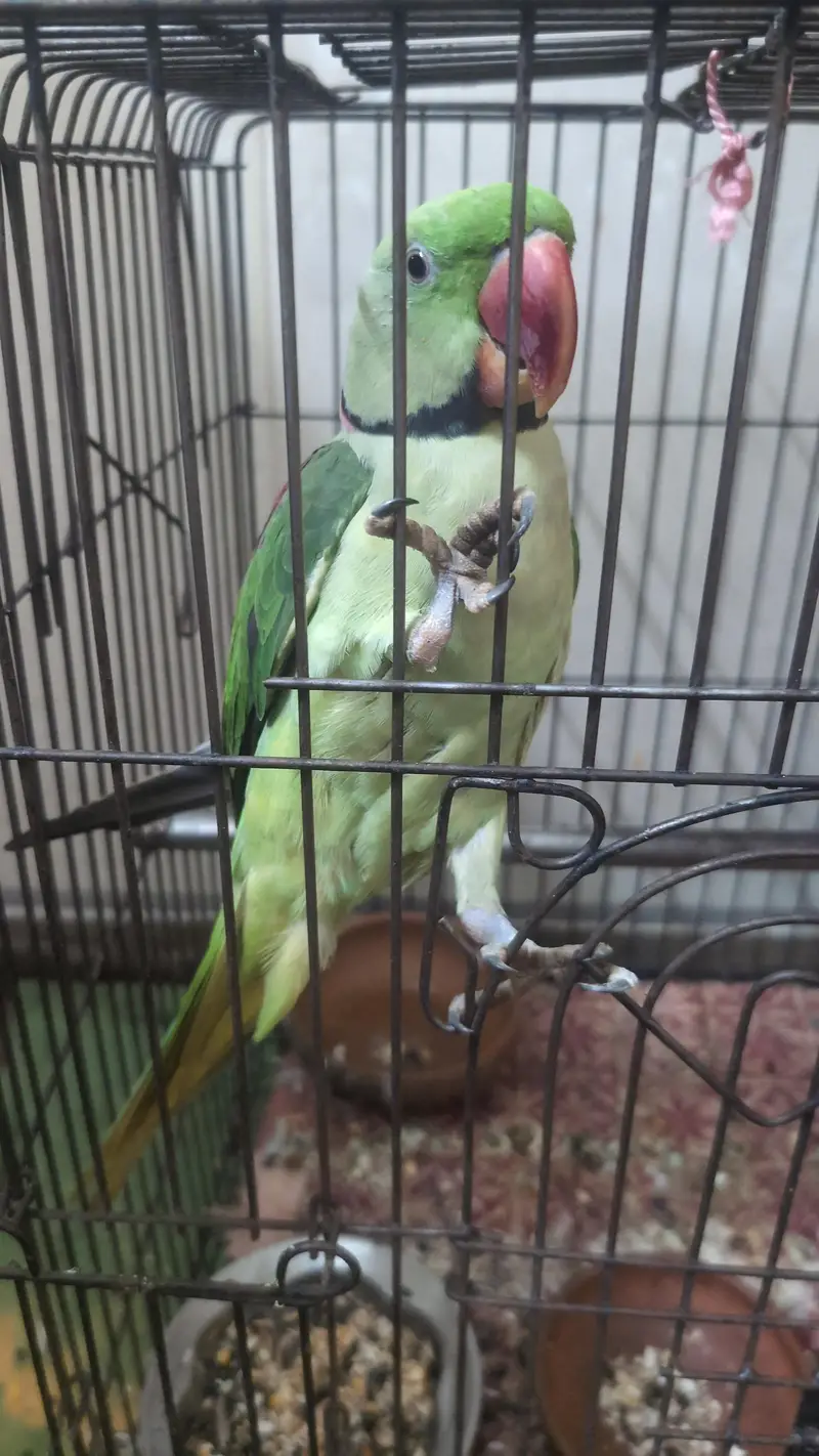 raw parrot full tran