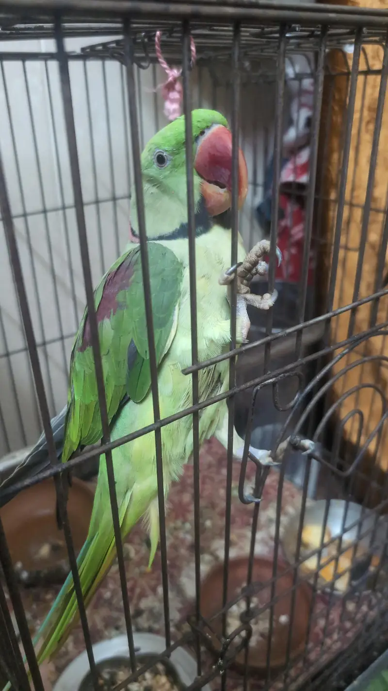 raw parrot full tran — photo 2