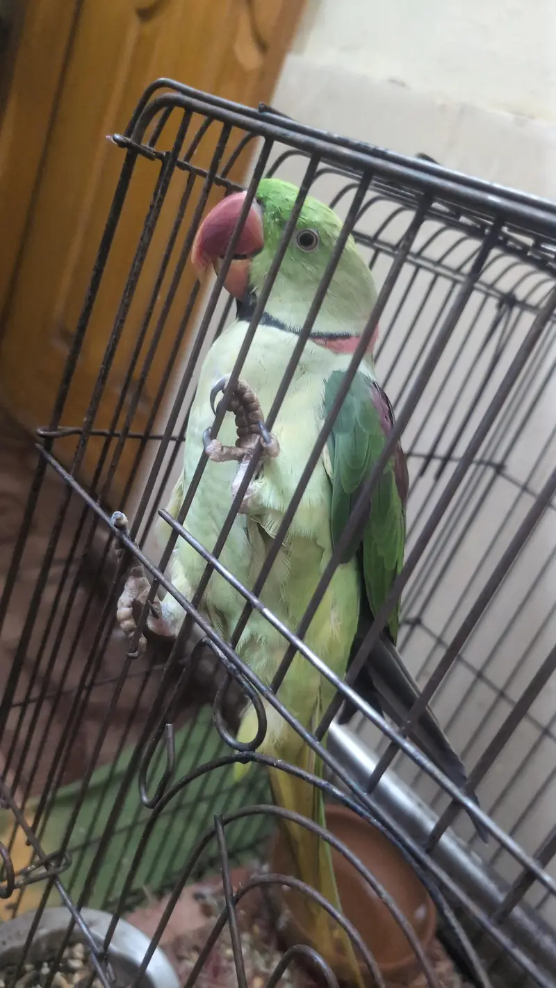 raw parrot full tran — photo 3