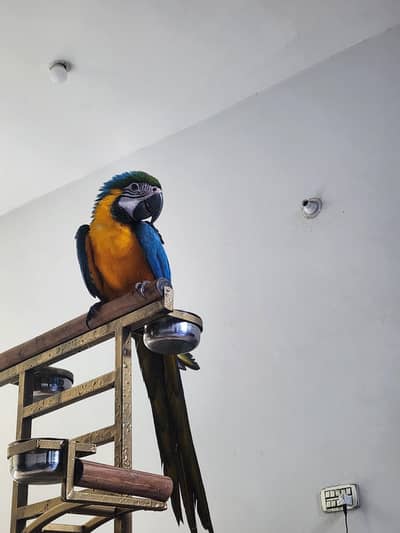 Blue and gold macaw healthy Active