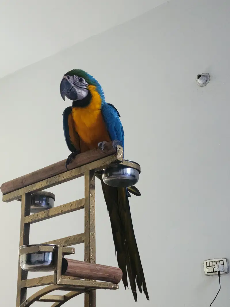 Blue and gold macaw healthy Active — photo 2