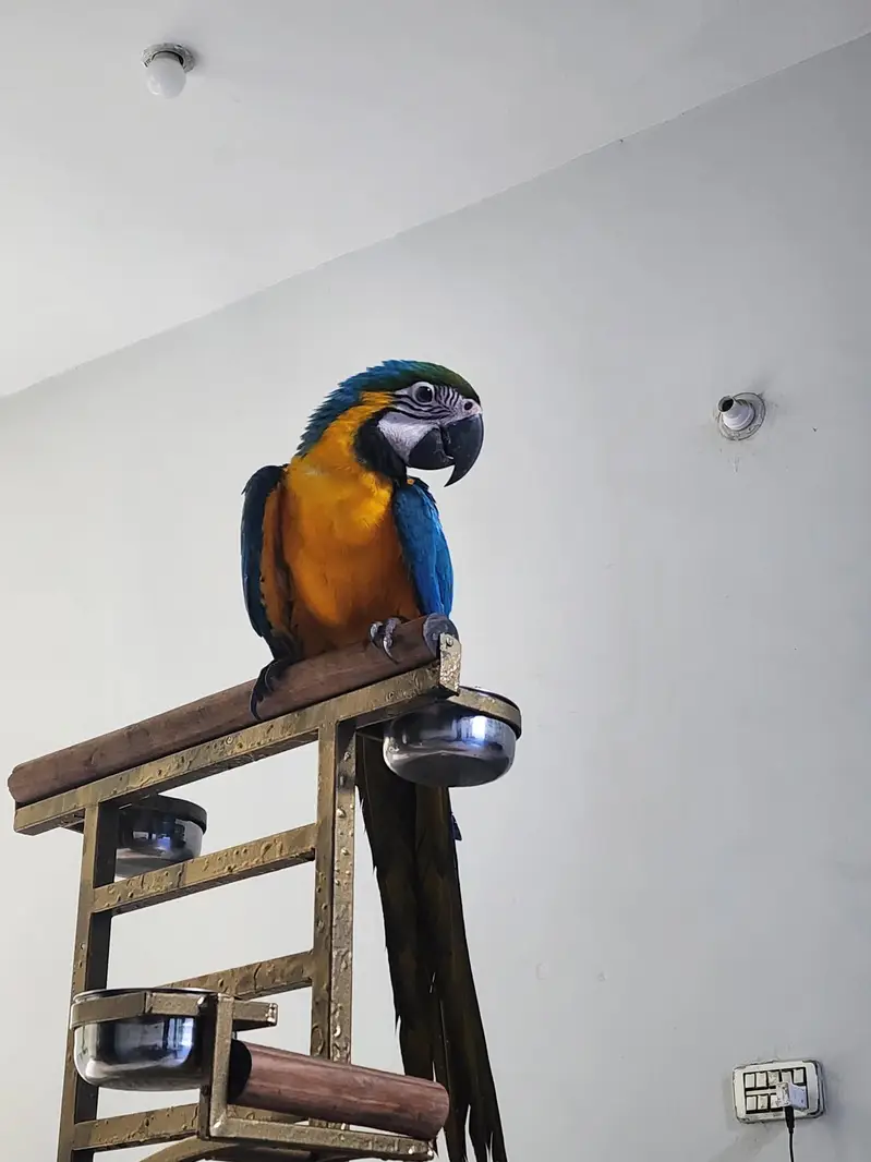 Blue and gold macaw healthy Active — photo 3