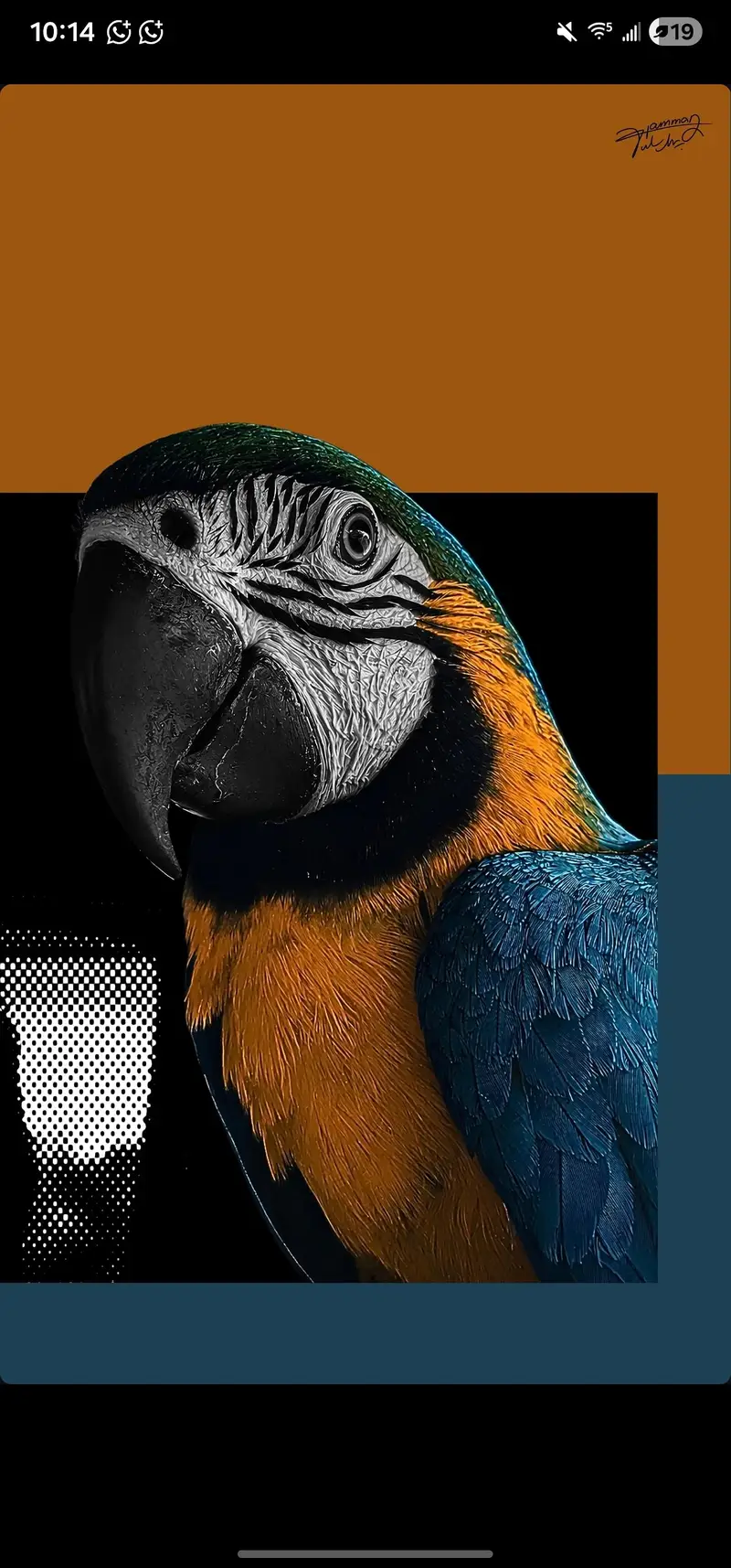 Blue and gold macaw healthy Active — photo 5