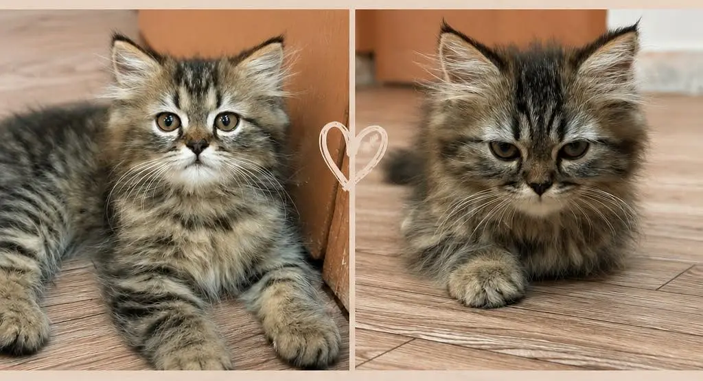 2 kittens for sale — photo 2