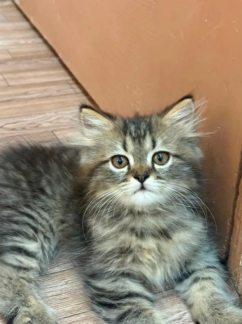 2 kittens for sale — photo 3