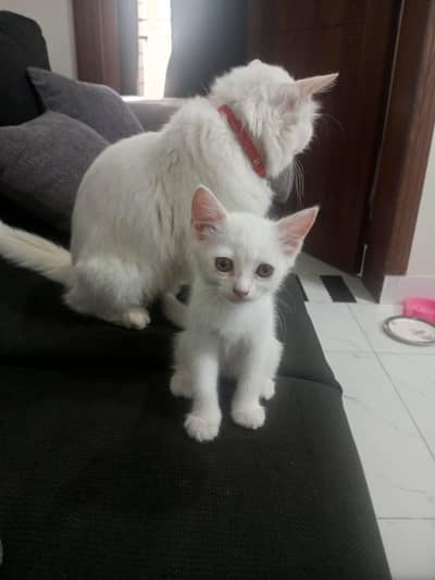 adoption for female Kittens Lahore