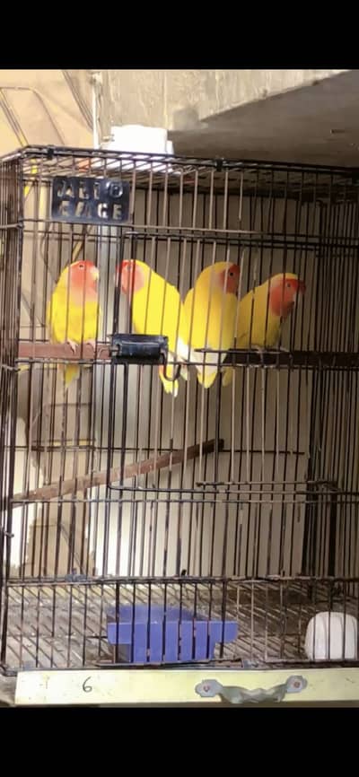 Comane lotino red eyes 2 pair