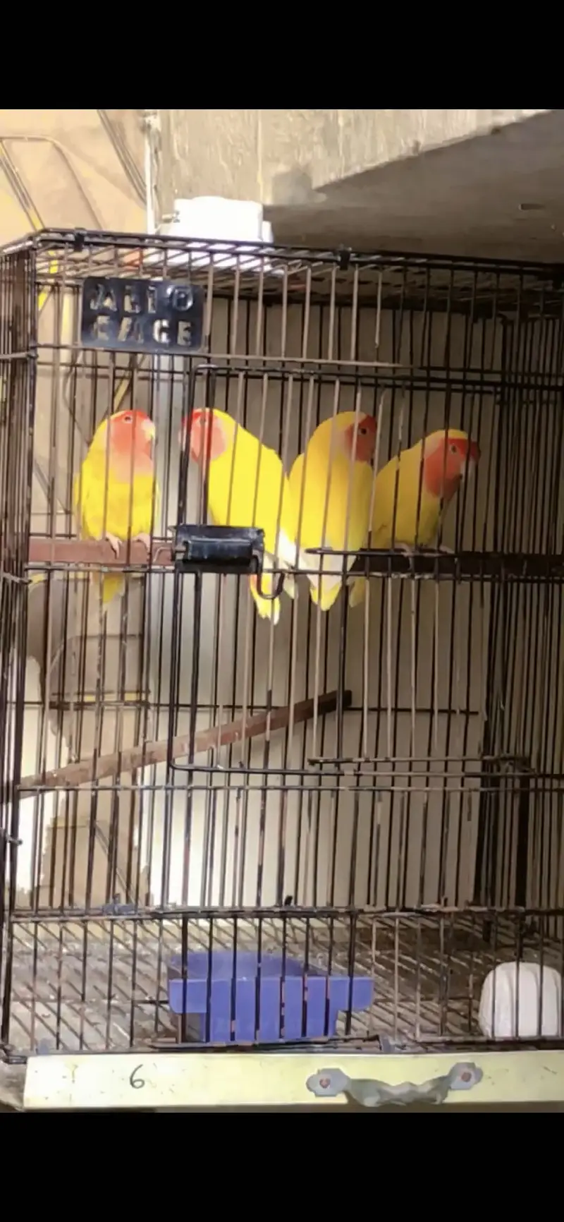 Comane lotino red eyes 2 pair
