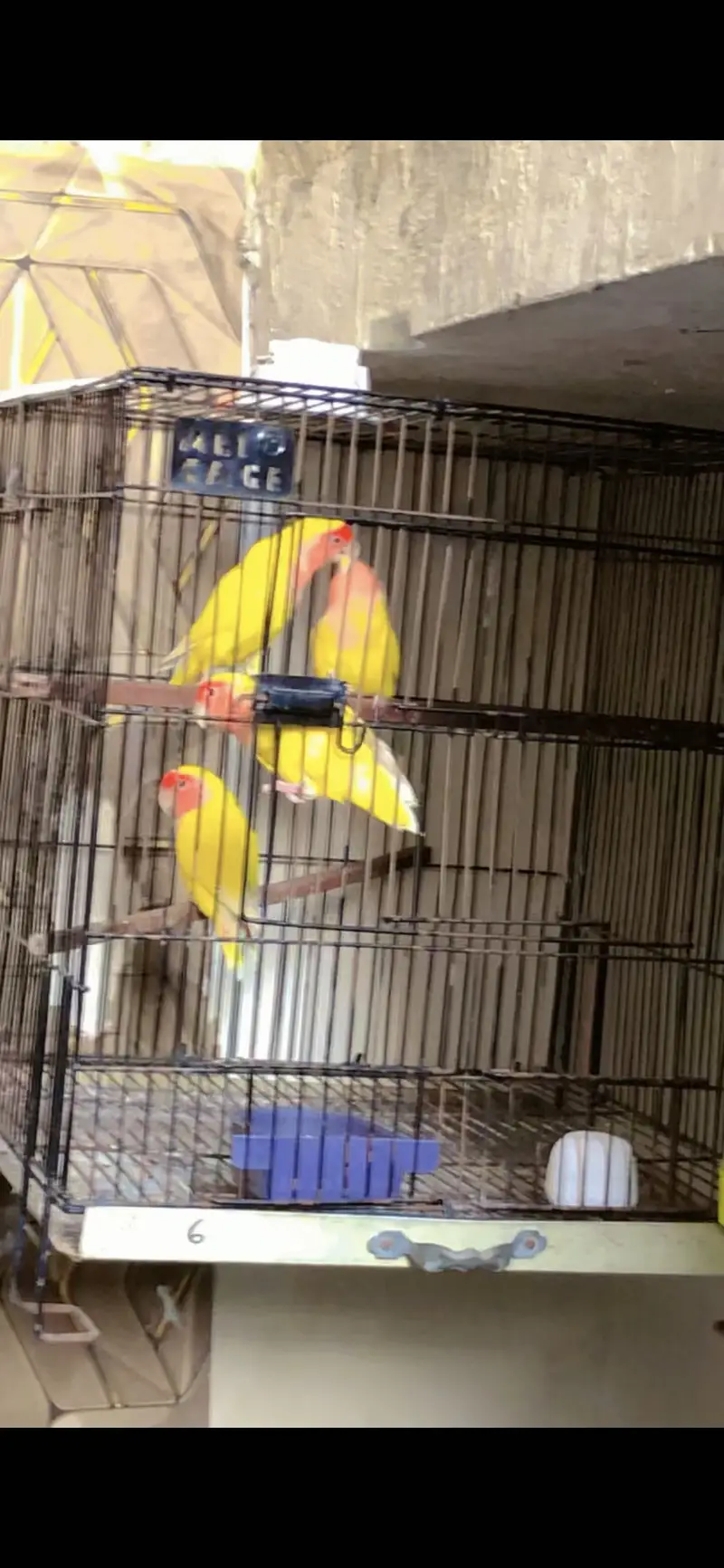 Comane lotino red eyes 2 pair — photo 2