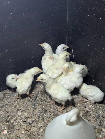Heera aseel chuzy for sale