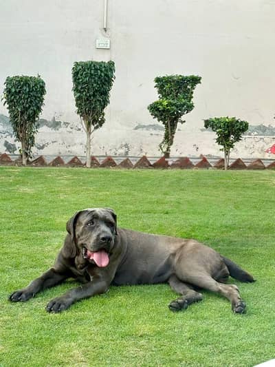 Cane Corso female