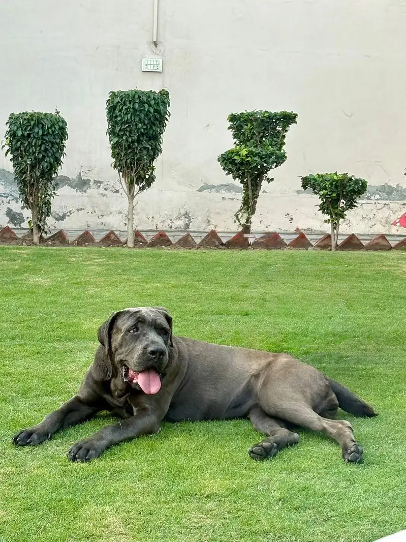 Cane Corso female