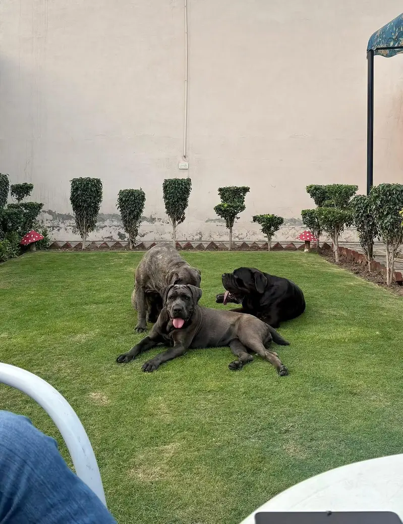 Cane Corso female — photo 2