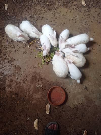red rabbit for sale
