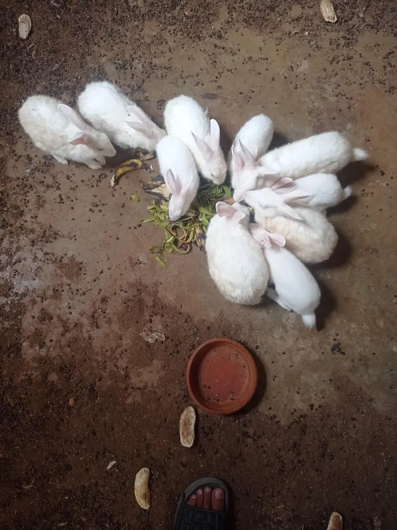 red rabbit for sale