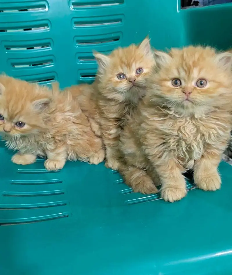 play full and Active kittens — photo 2