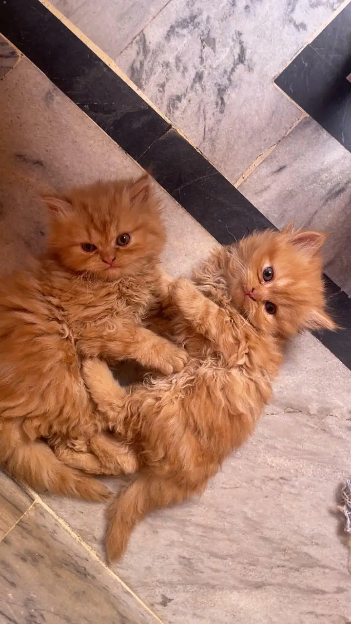 play full and Active kittens — photo 3
