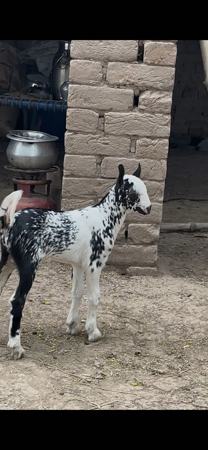 Barbari hiran breed male