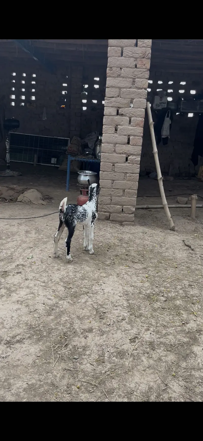 Barbari hiran breed male — photo 3