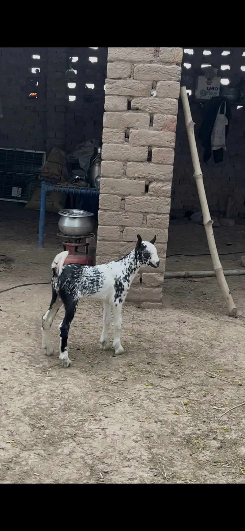 Barbari hiran breed male — photo 4