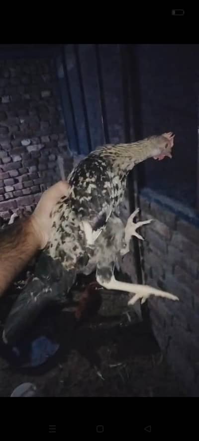golden misri chicks