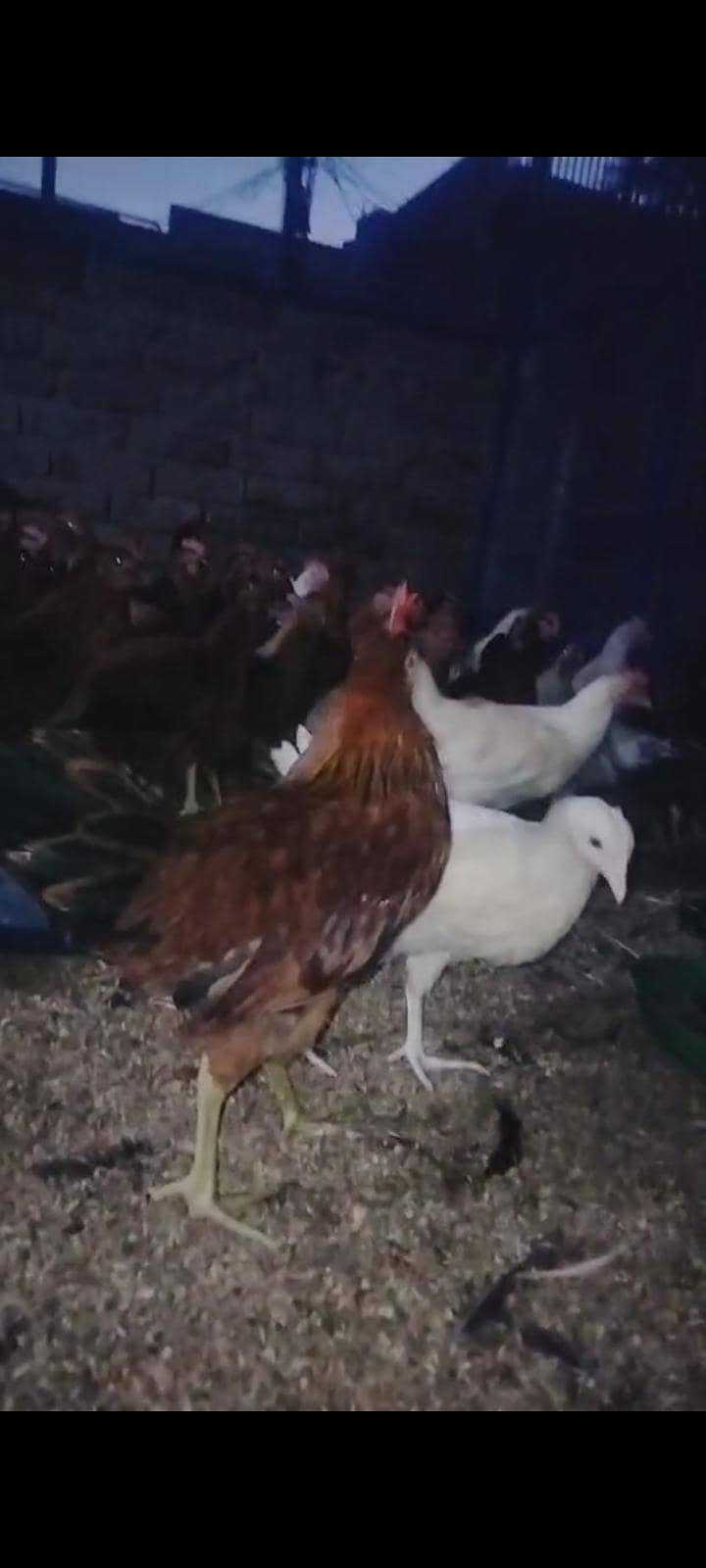 golden misri chicks 1