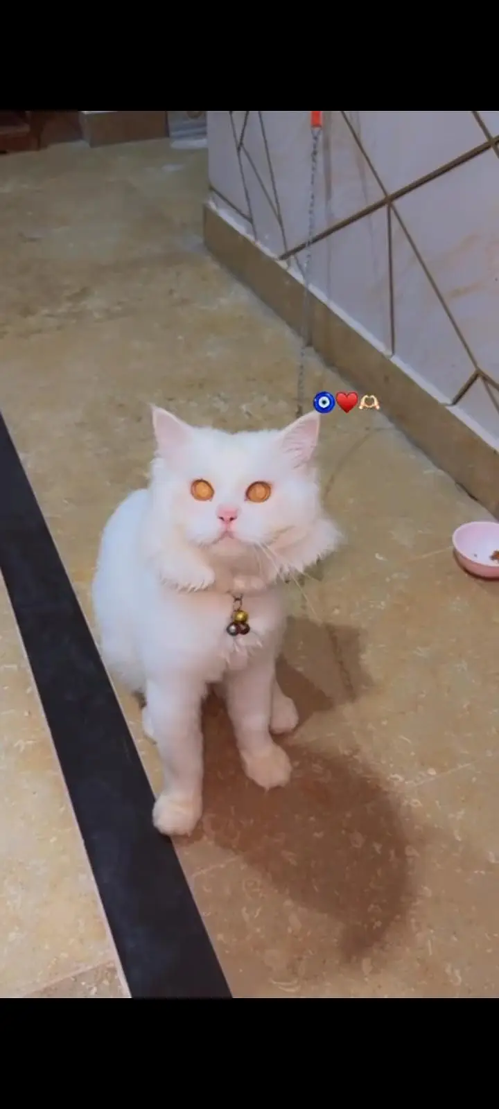 Persian Cat Looking for a Caring
